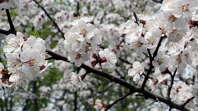 果树开花特写。视频素材