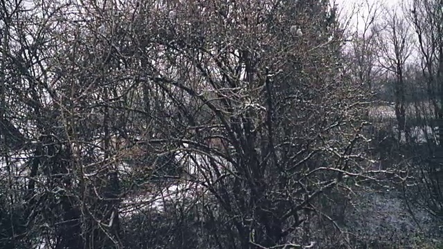 奥地利冬天的一场慢动作小雪视频素材