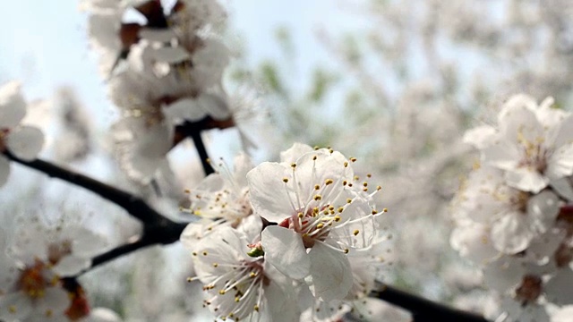 果树开花特写。视频素材