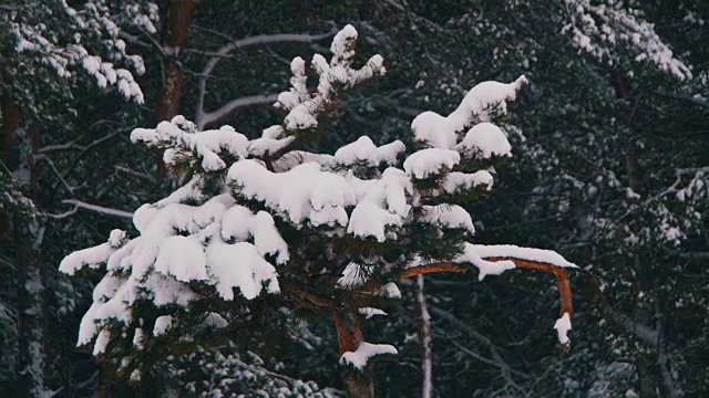 冬季松林与白雪覆盖的树枝圣诞树视频素材