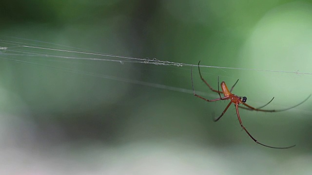 巨型北方金球织布蜘蛛(Nephila pilipes)雄性在网上视频素材