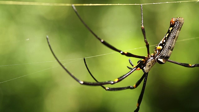 蜘蛛巨人北方金球编织者(Nephila pilipes)雌性视频素材