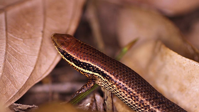 青铜草太阳石龙子，Eutropis (mabuya) macularia视频素材