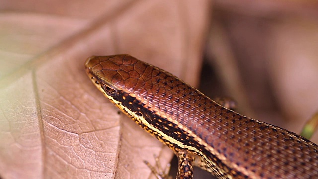 青铜草太阳石龙子，Eutropis (mabuya) macularia特写视频素材