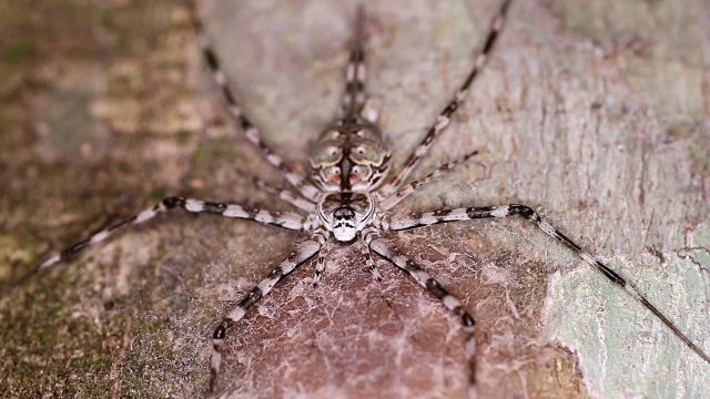 斑驳的蜘蛛腿伸展在树干上视频素材
