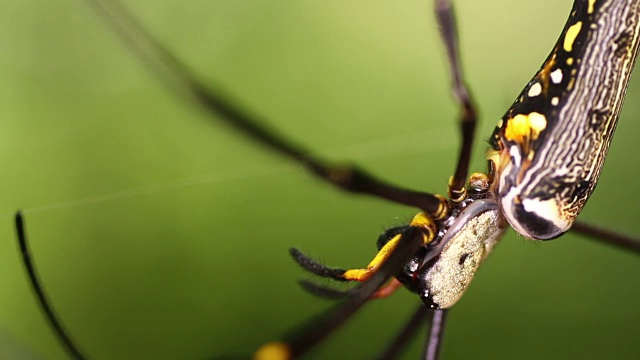 蜘蛛巨人北方金球编织者(Nephila pilipes)雌性视频素材