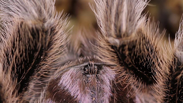 智利玫瑰狼蛛(Grammostola rosea)视频素材