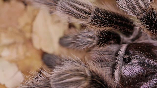 智利玫瑰狼蛛(Grammostola rosea)视频素材