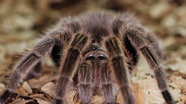 智利玫瑰狼蛛(Grammostola rosea)视频素材