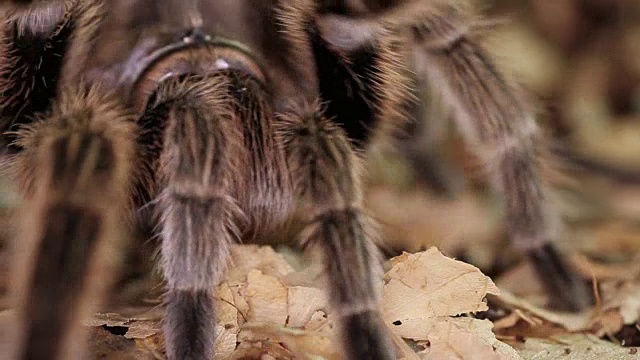 智利玫瑰狼蛛(Grammostola rosea)视频素材