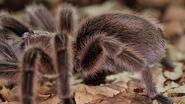 智利玫瑰狼蛛(Grammostola rosea)视频素材