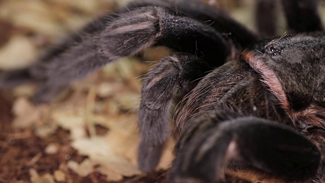 巴西黑狼蛛(Grammostola pulchra)视频素材