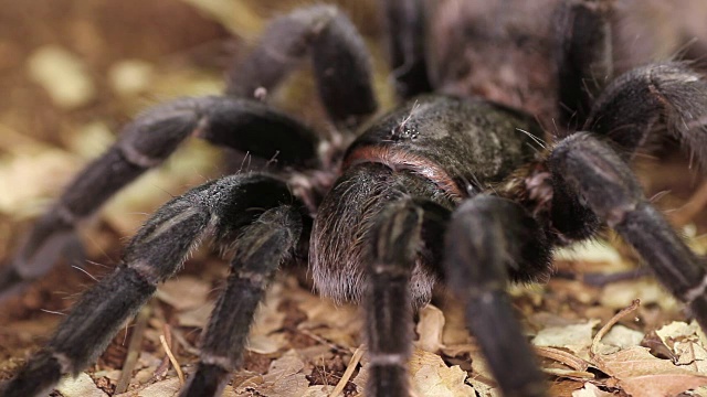 巴西黑狼蛛(Grammostola pulchra)视频素材