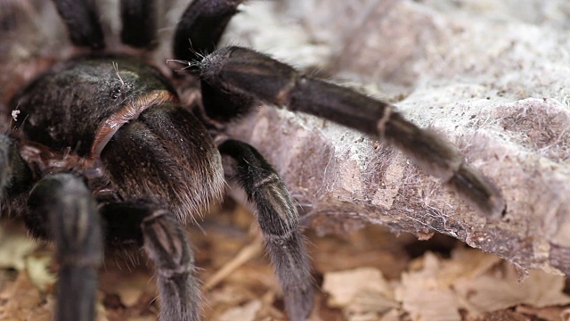 巴西黑狼蛛(Grammostola pulchra)视频素材