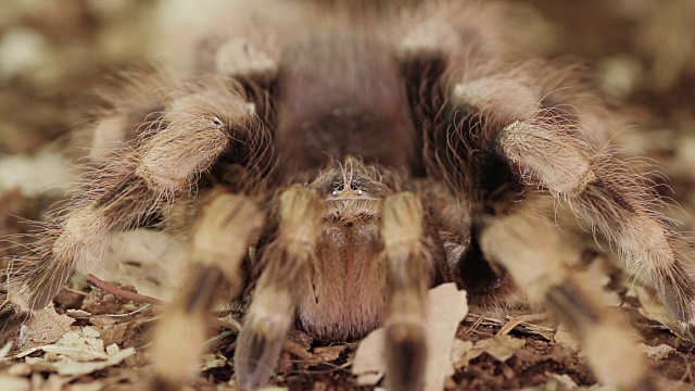 巴西黑白狼蛛(Nhandu coloratovillosus)视频素材