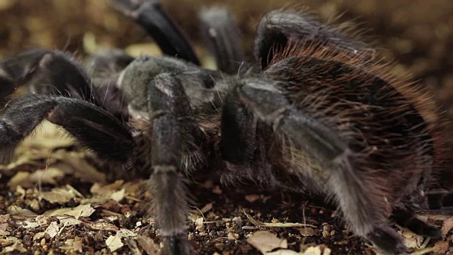 巴西黑狼蛛(Grammostola pulchra)视频素材