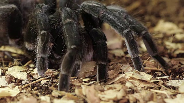 巴西黑狼蛛(Grammostola pulchra)视频素材