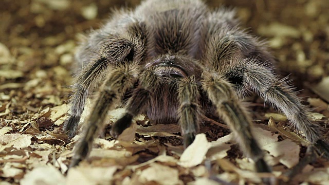 智利玫瑰狼蛛(Grammostola rosea)视频素材