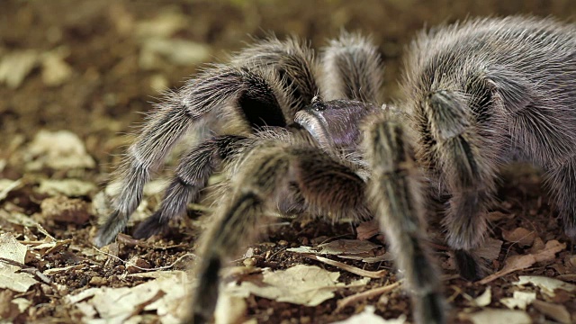 智利玫瑰狼蛛(Grammostola rosea)视频素材