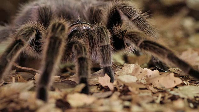 智利玫瑰狼蛛(Grammostola rosea)视频素材