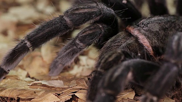 巴西黑狼蛛(Grammostola pulchra)视频素材