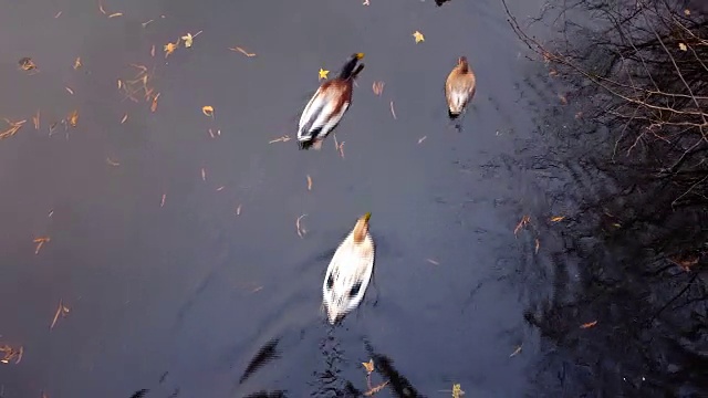 鸭子在湖里游泳视频素材