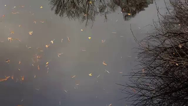 鸭子在湖里游泳视频素材