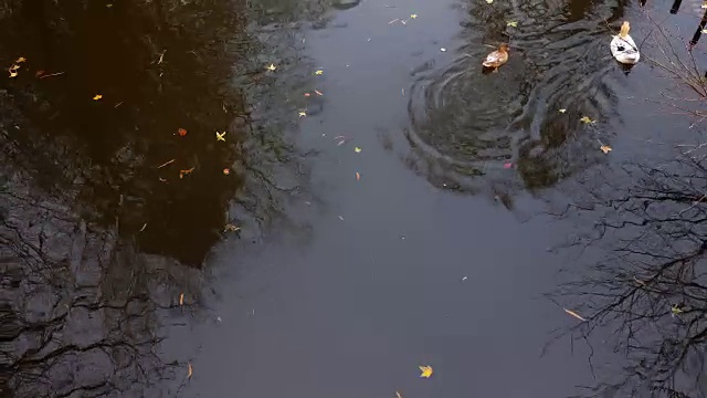 鸭子在湖里游泳视频下载