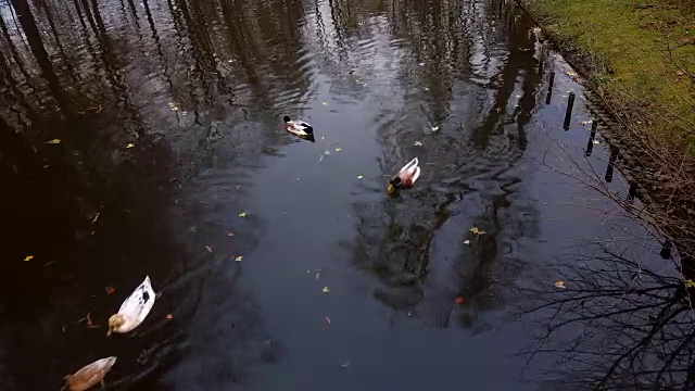 鸭子在湖里游泳视频素材