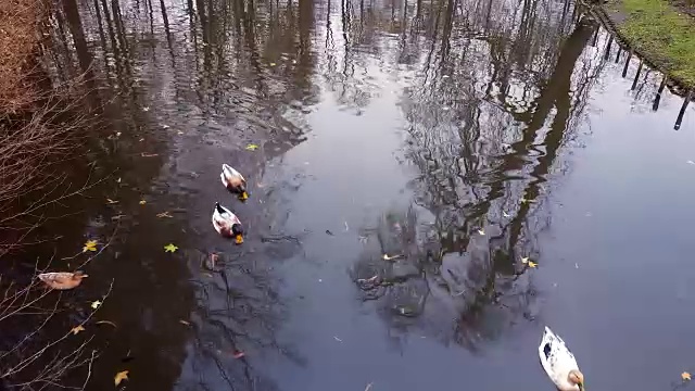 鸭子在湖里游泳视频素材