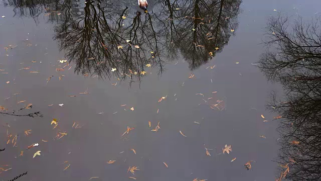 鸭子在湖里游泳视频下载