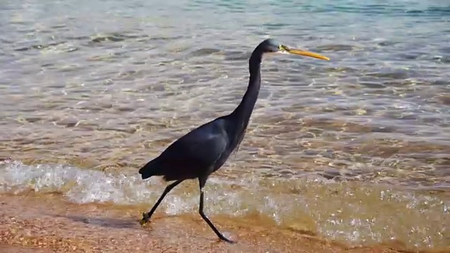 礁鹭在埃及红海的海滩上捕鱼。慢动作视频素材