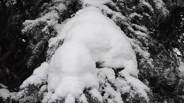 窗格子上的雪。视频素材