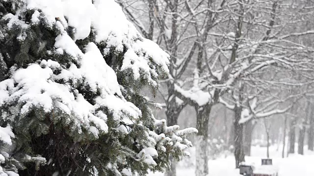 窗格子上的雪。视频素材