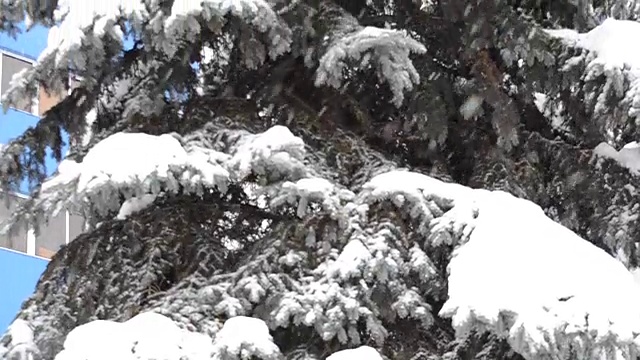 窗格子上的雪。视频素材