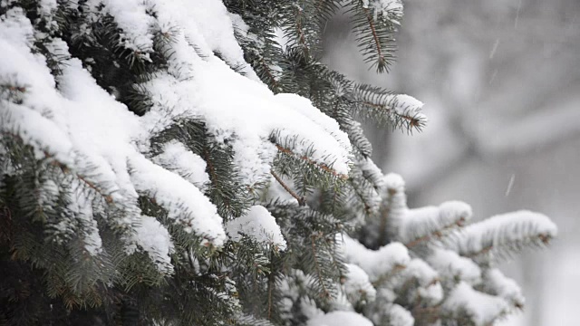 窗格子上的雪。视频素材