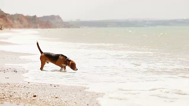 有趣的小猎犬小狗想游泳，但害怕海浪视频素材