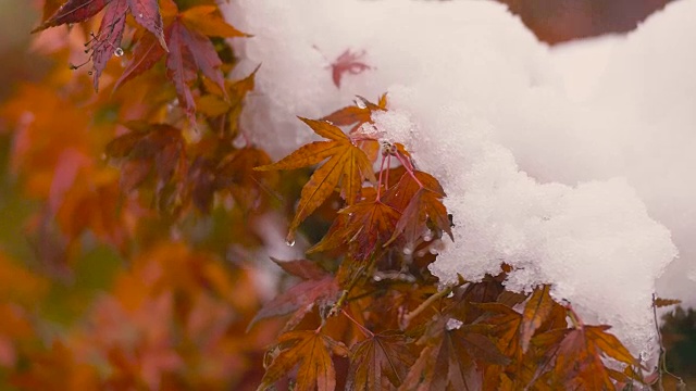 《秋叶与雪花》，日本东京武藏野，4K拍摄视频素材