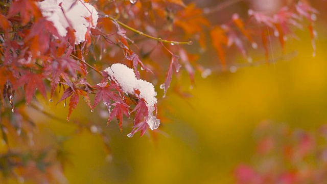 《秋叶与雪花》，日本东京武藏野，4K拍摄视频素材