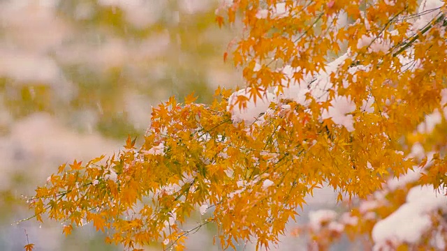 《秋叶与雪花》，日本东京武藏野，4K拍摄视频素材