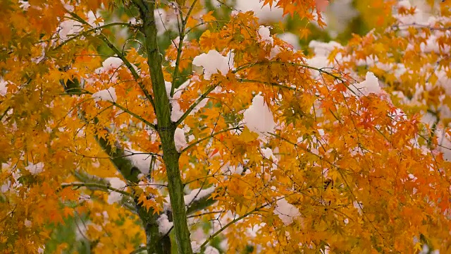 《秋叶与雪花》，日本东京武藏野，4K拍摄视频素材