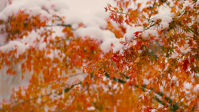 《秋叶与雪花》，日本东京武藏野，4K拍摄视频下载