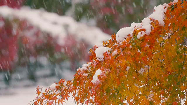 《秋叶与雪花》，日本东京武藏野，4K拍摄视频素材