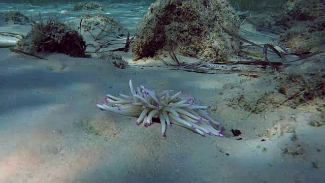 海葵希腊爱琴海底部的海葵视频素材