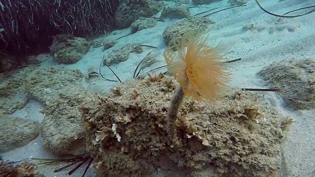 海葵希腊爱琴海底部的海葵视频素材