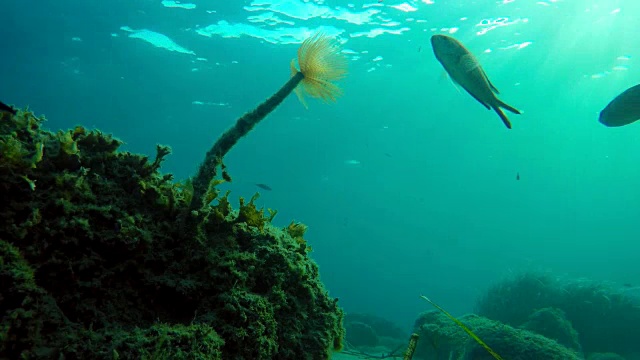 海葵希腊爱琴海底部的海葵视频素材