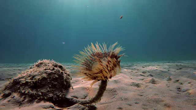 海葵希腊爱琴海底部的海葵视频素材