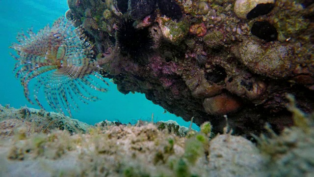 海葵希腊爱琴海底部的海葵视频素材