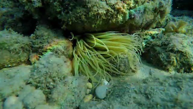 海葵希腊爱琴海底部的海葵视频素材