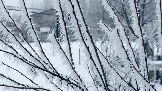 冬天结霜的树枝视频素材